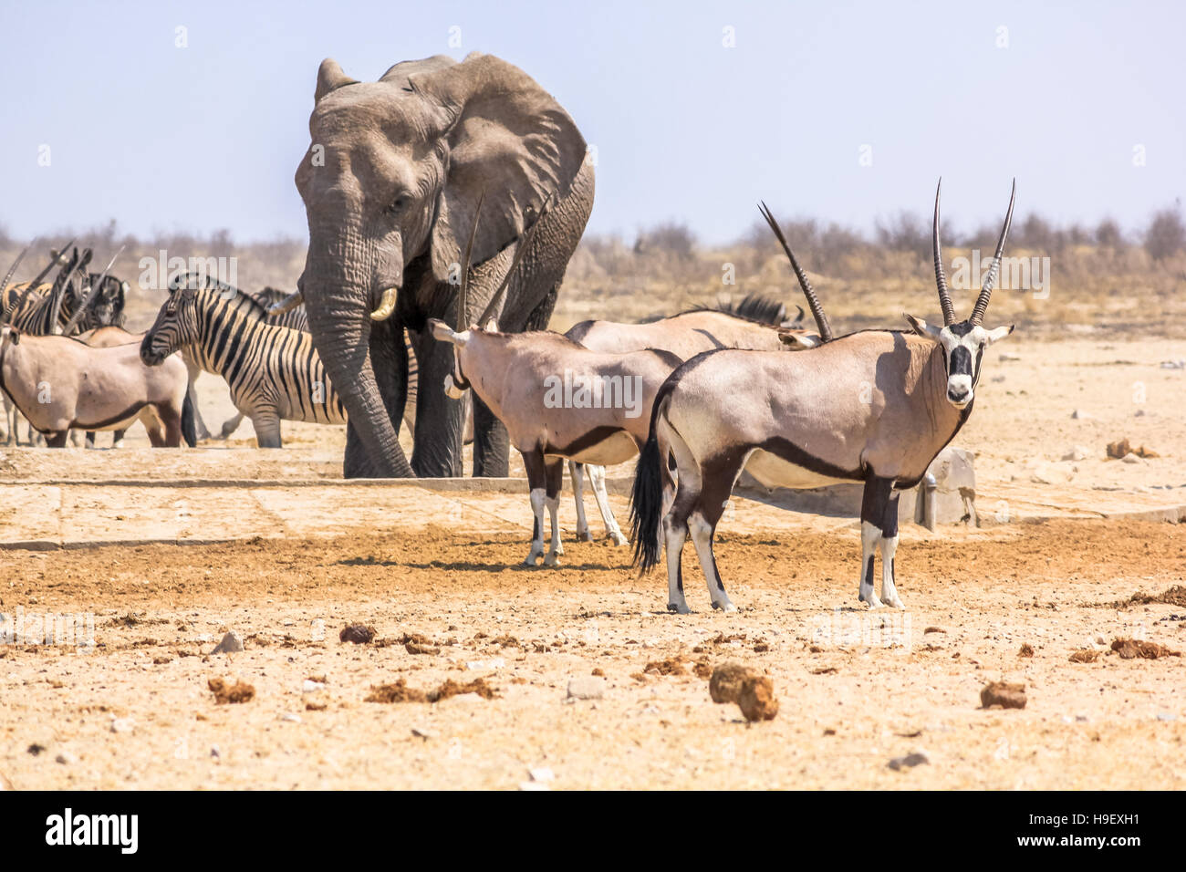 Les zèbres éléphants oryxs Banque D'Images
