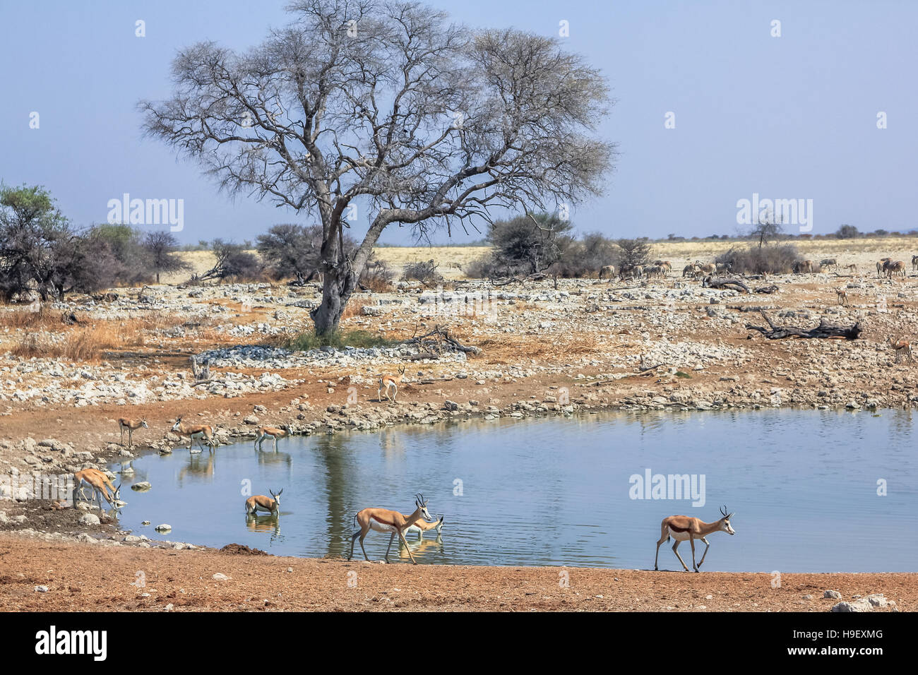 Piscine d’Etosha Banque D'Images