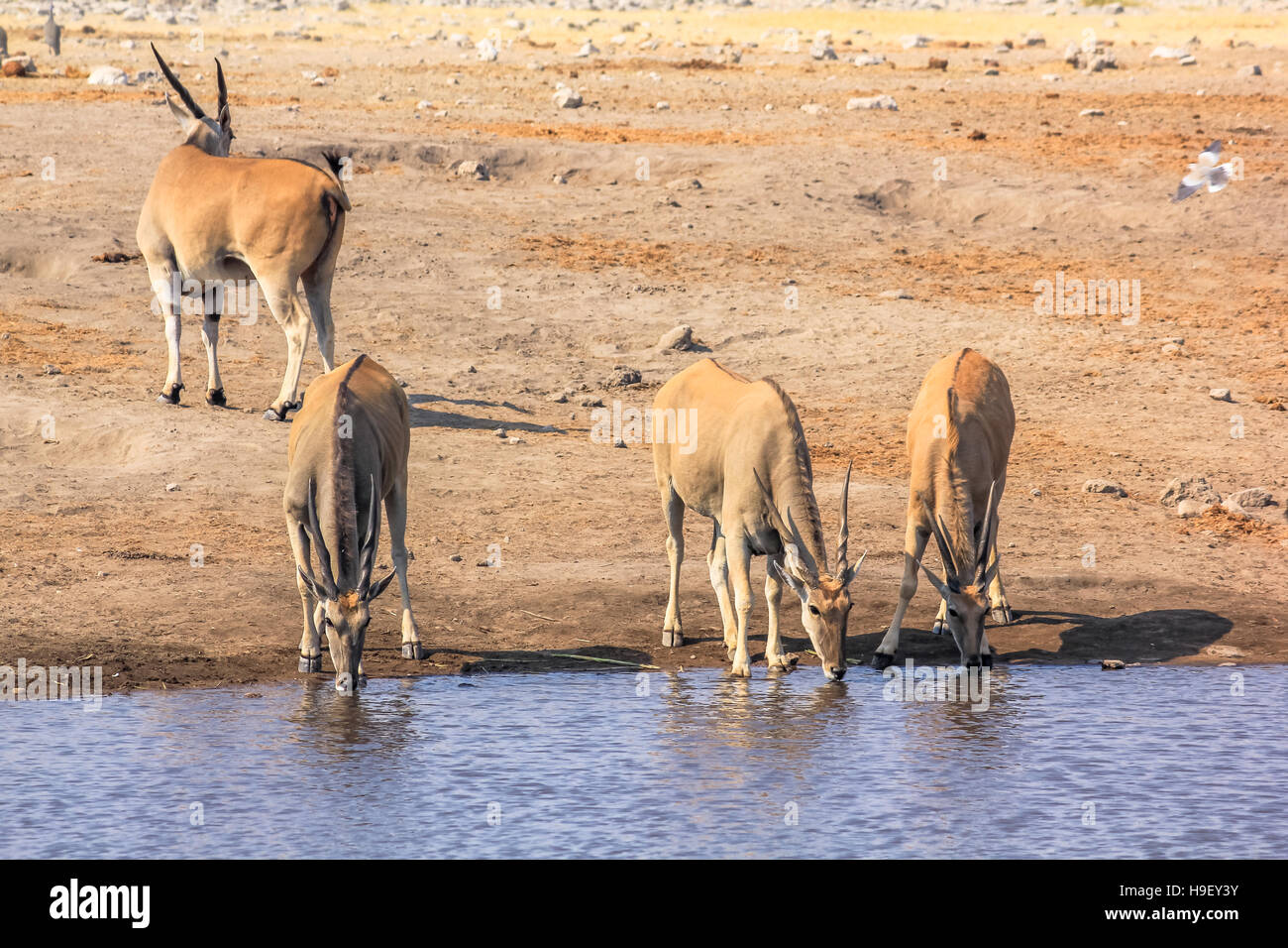 Potable Elands Etosha Banque D'Images