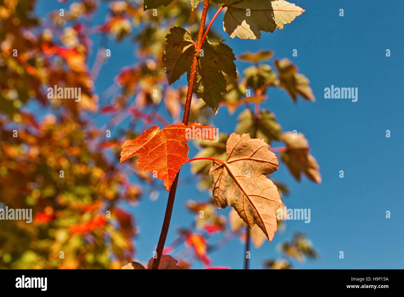 L'automne les feuilles rouges et orange Background Banque D'Images