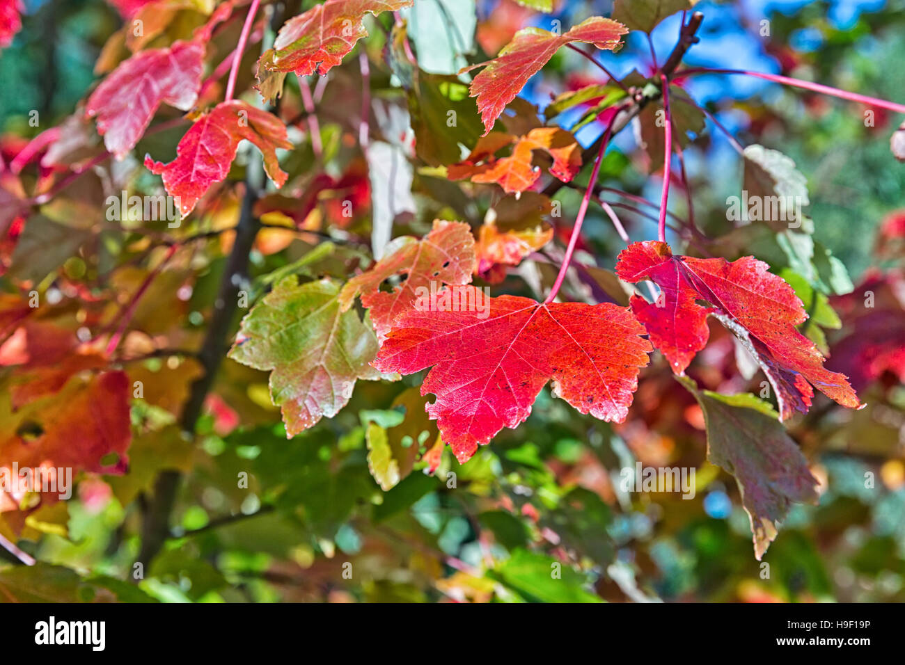 L'automne les feuilles rouges et orange Background Banque D'Images