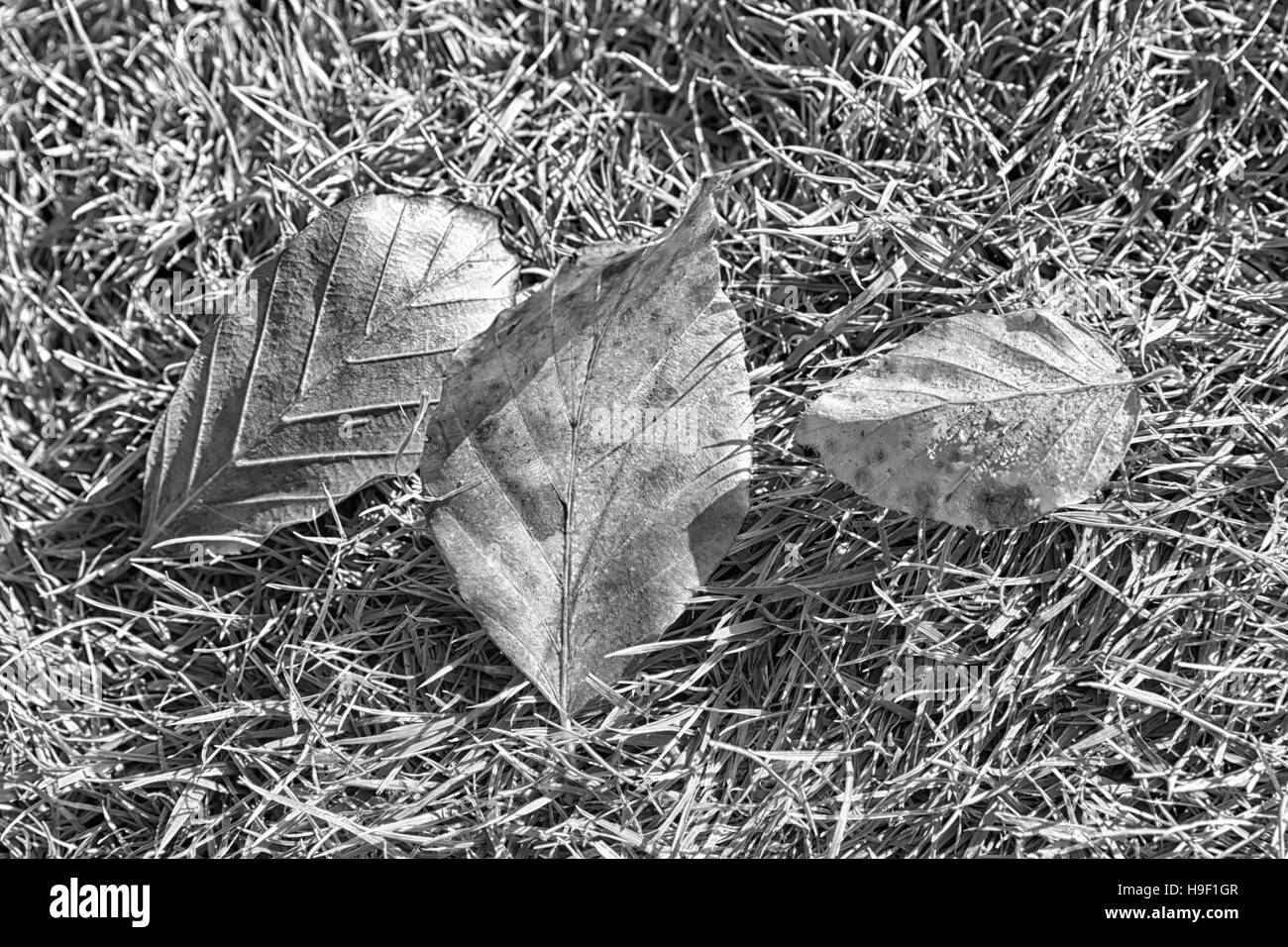 Photo en noir et blanc des feuilles d'automne sur un fond d'herbe Banque D'Images