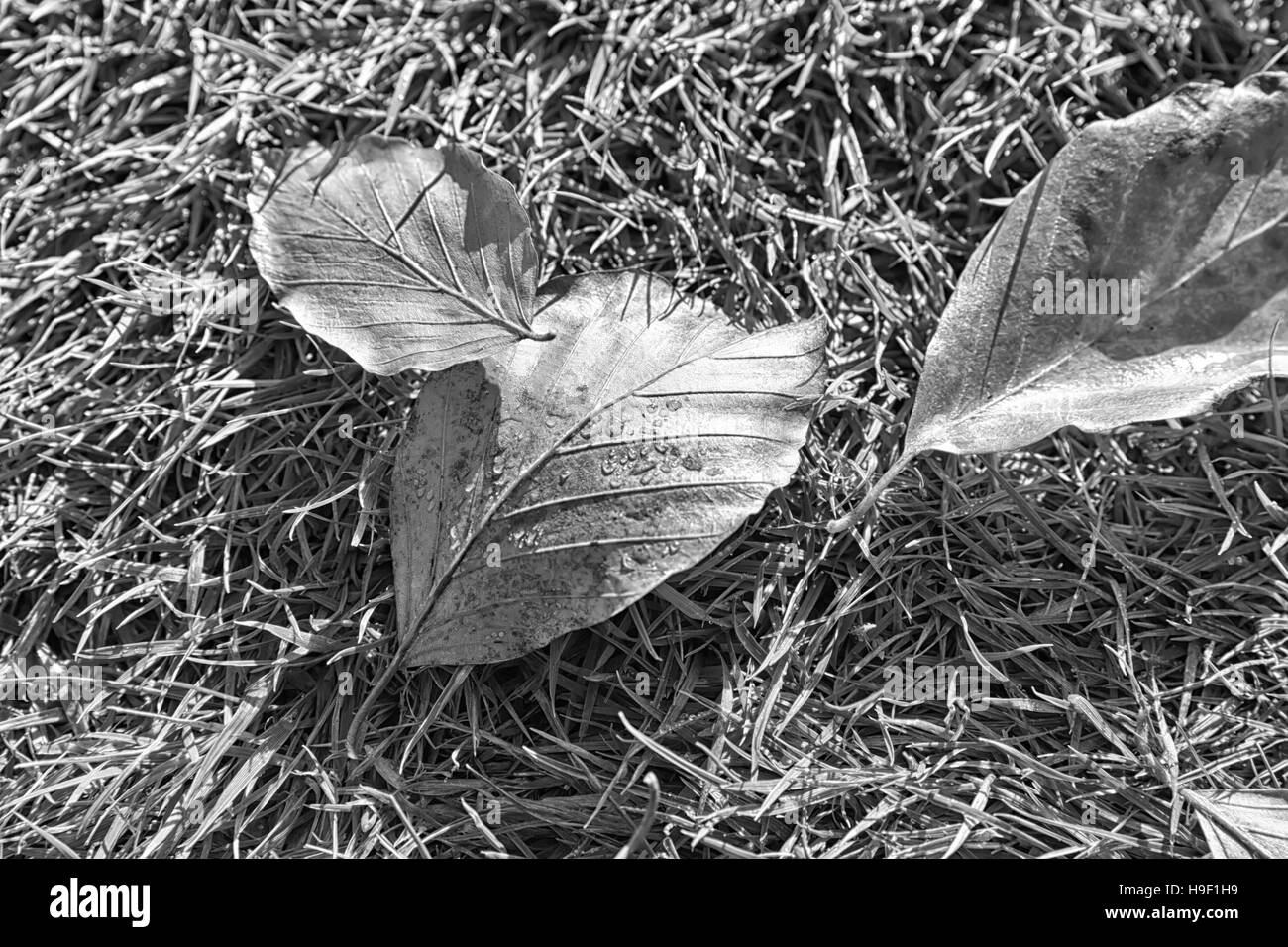 Photo en noir et blanc des feuilles d'automne sur un fond d'herbe Banque D'Images