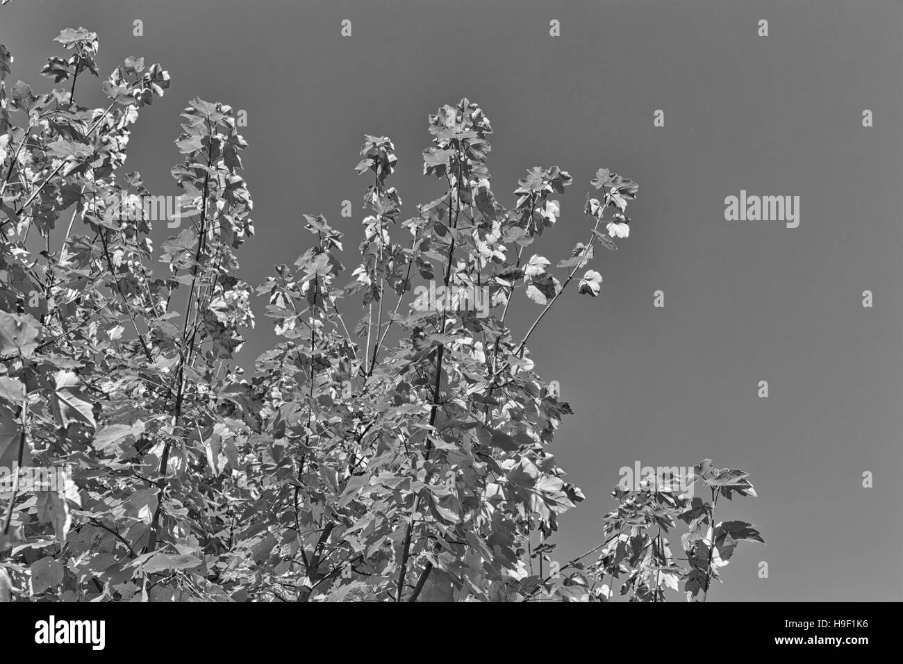 Photo en noir et blanc des feuilles d'automne sur un ciel clair Banque D'Images