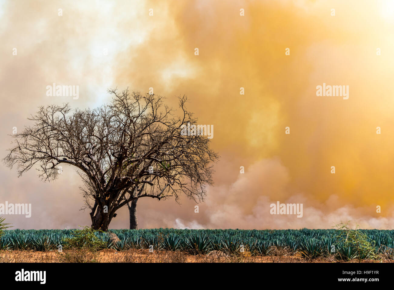 La fumée des incendies terre clearning créant une belle lueur orange dans le ciel Banque D'Images