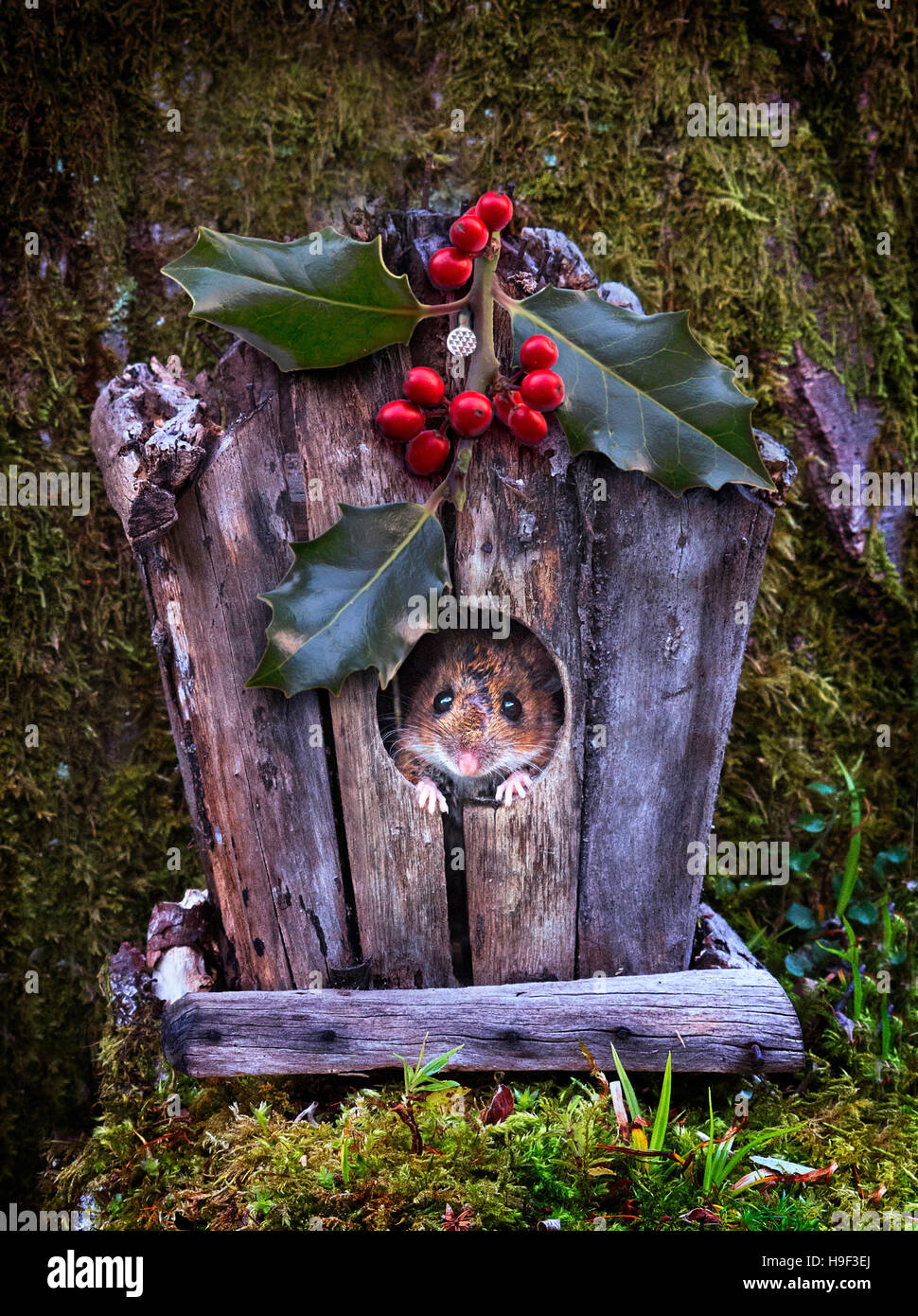 La souris dans la vieille maison d'oiseaux avec des décorations de Noël Banque D'Images