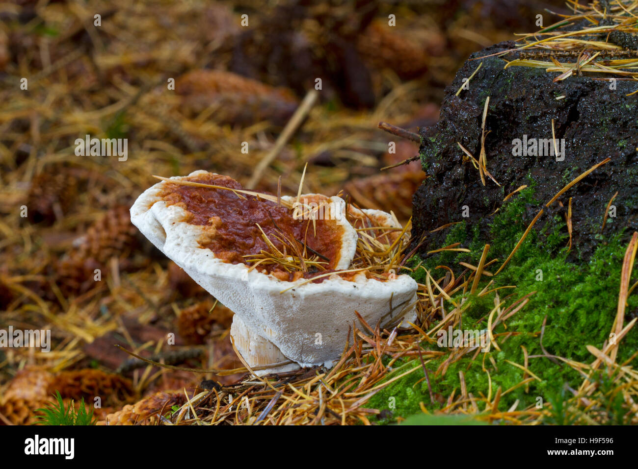 Red-belted Support (Fomitopsis pinicola), un champignon de carie de la tige Banque D'Images