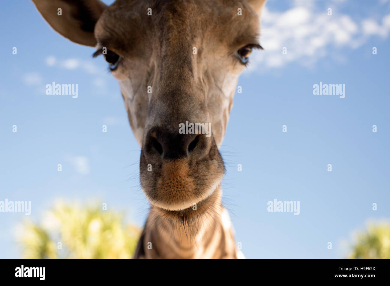 Un gros plan d'une giraffe réticulée tête.(giraffa camelopardis reticulata) Banque D'Images