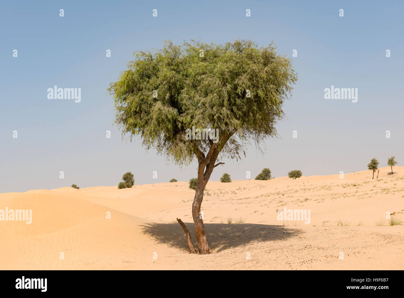 Arbre généalogique Ghaf dans paysage de désert avec ciel bleu Banque D'Images