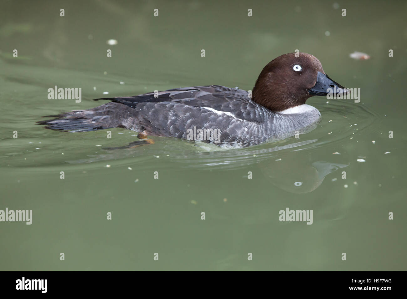 Goldeneye eurasien (Bucephala clangula clangula). Banque D'Images