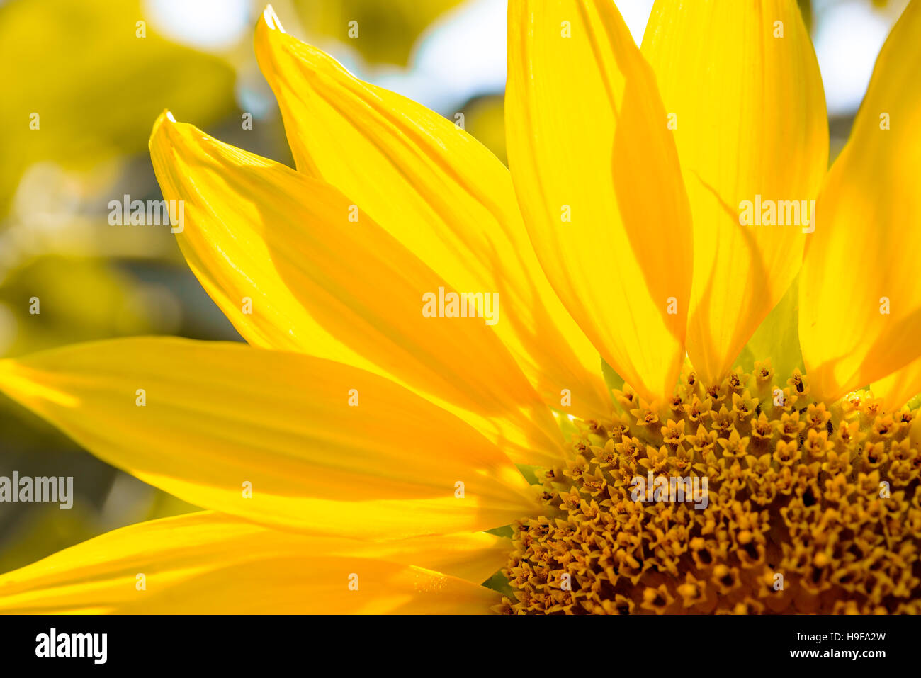 Close-up of Belle Tournesol lumineux. Fond de fleurs d'été. Banque D'Images