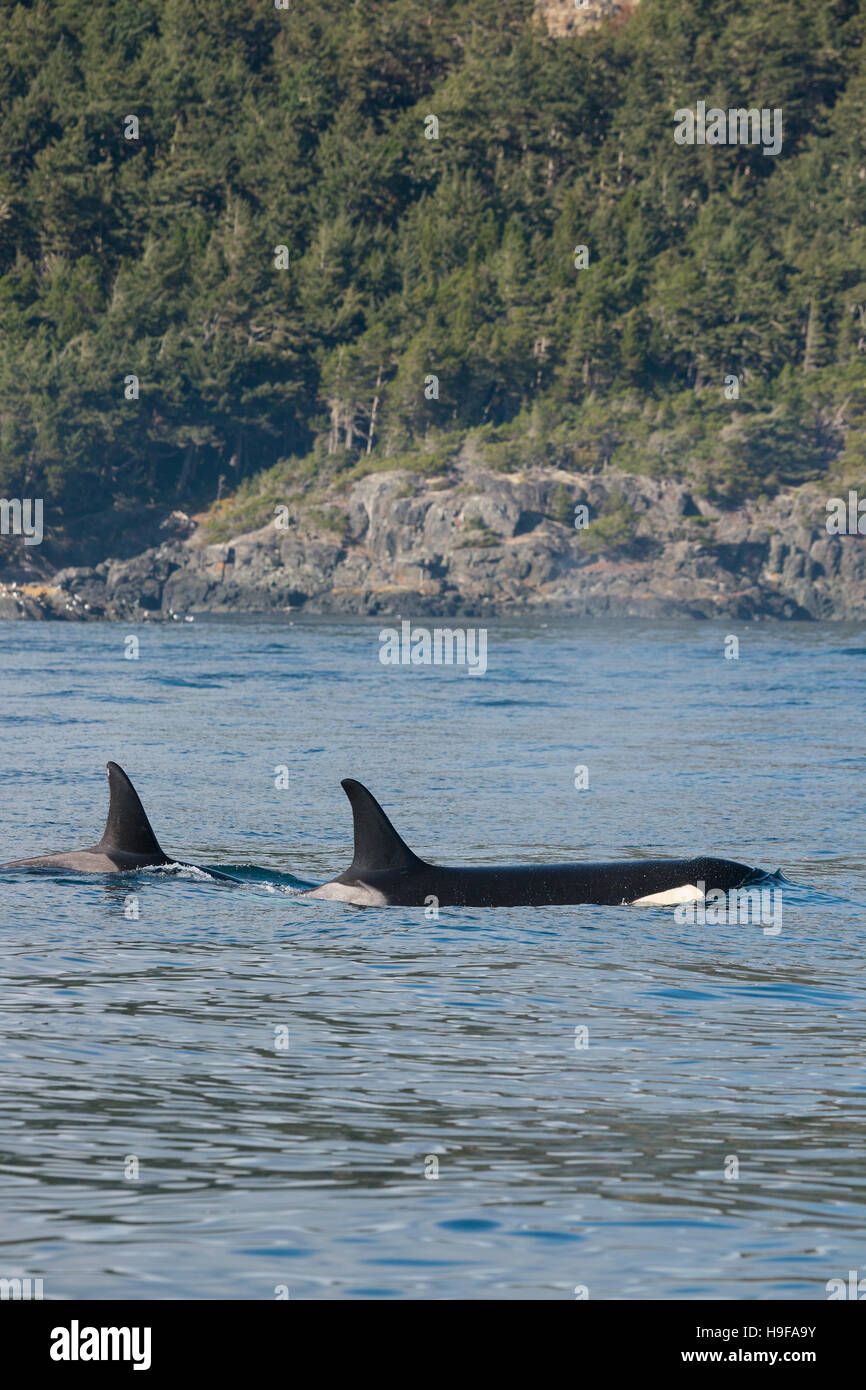 Orca résidents du sud, et les épaulards, Orcinus orca, au large du sud de l'île de Vancouver, Colombie-Britannique, le détroit de Juan de Fuca, Canada Banque D'Images