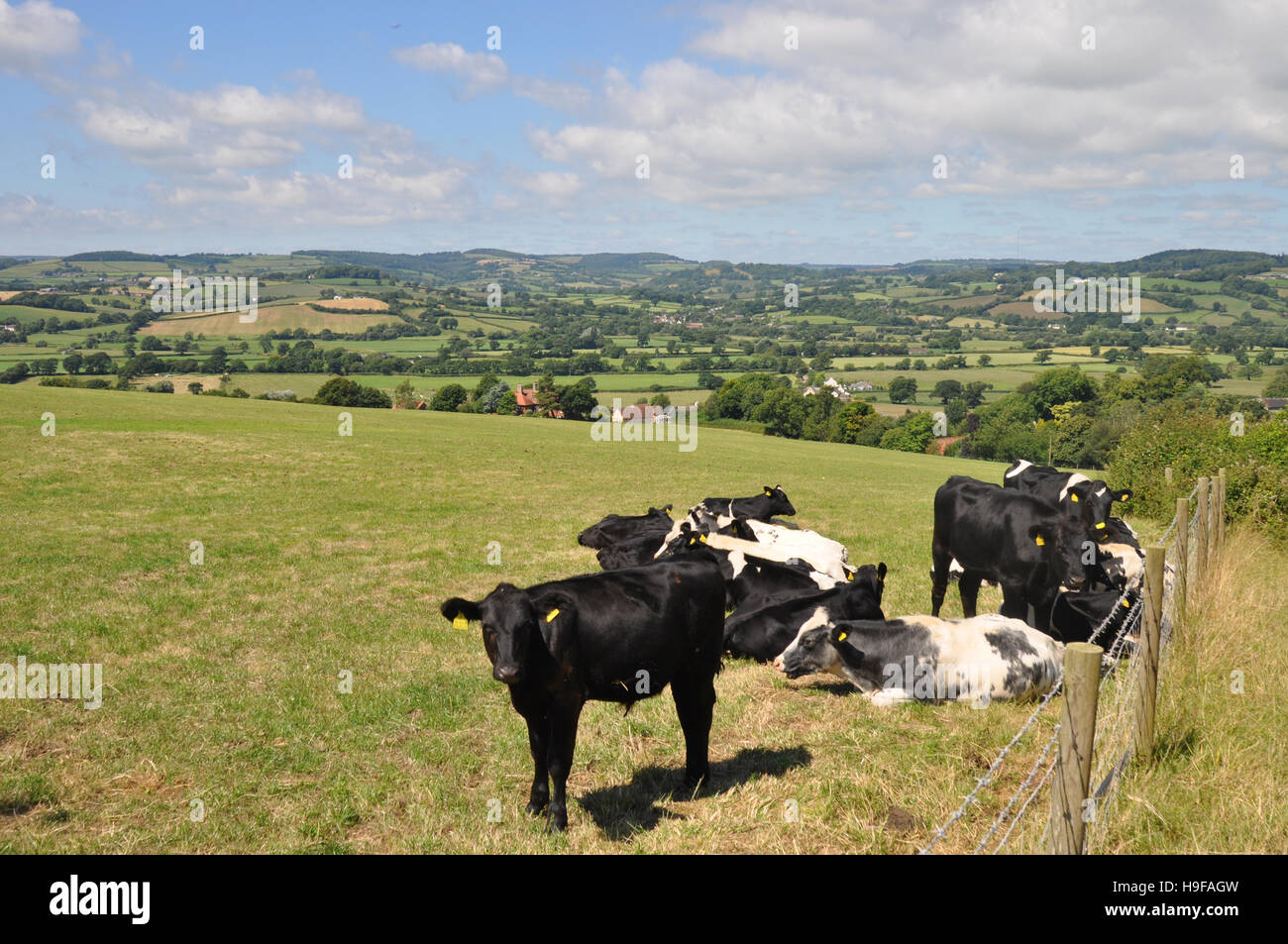 Le bétail près de la vallée de la hache dans l'est du Devon Banque D'Images