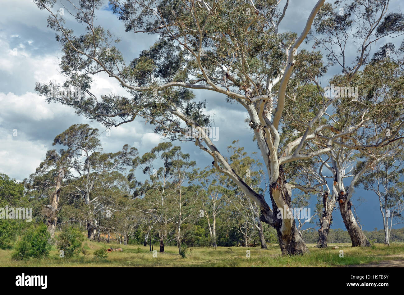 Stand de l'écorce blanche gumtrees, l'Eucalyptus, le long de la rivière Shoalhaven, New South Wales, Australie. Orage dans l'air dans le ciel. Banque D'Images