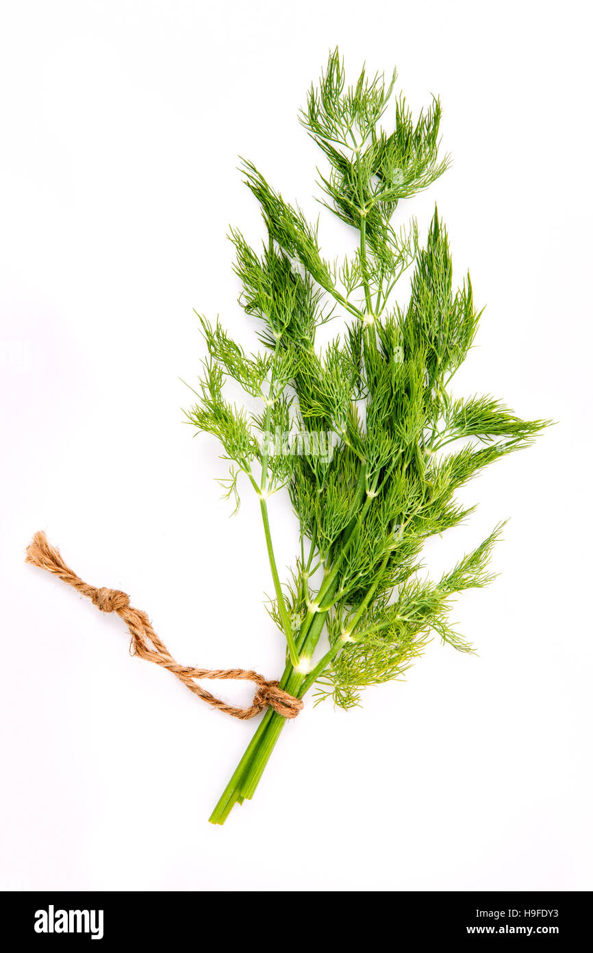 Les feuilles d'aneth frais de la direction générale pour l'assaisonnement concept isolé sur blanc Banque D'Images