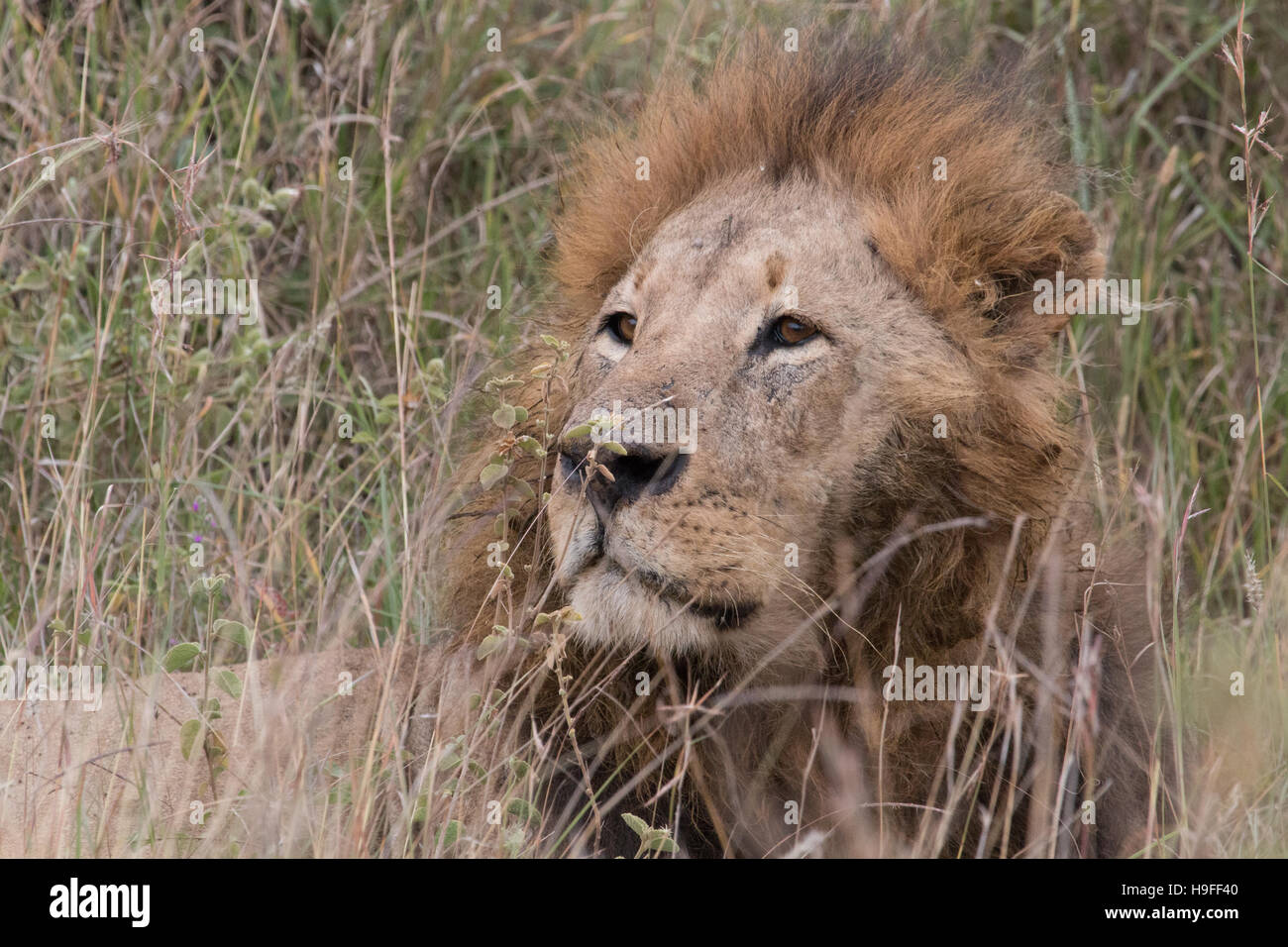 Trois quarts vue rapprochée de l'African Lion Banque D'Images