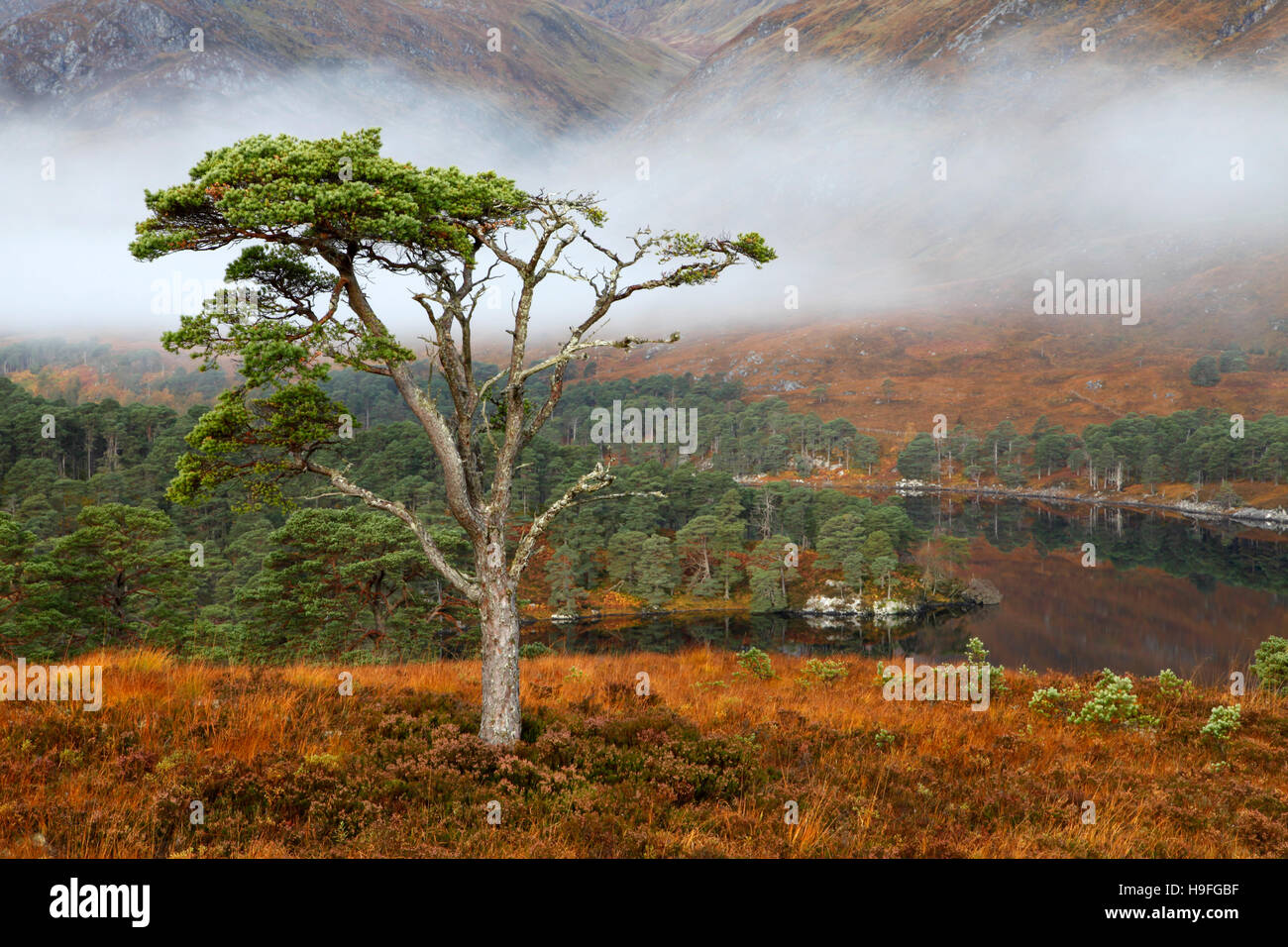 Un pin sylvestre debout sur une colline au-dessus de Loch Affric, Inverness-shire, Scotland sur un matin brumeux en octobre. Banque D'Images