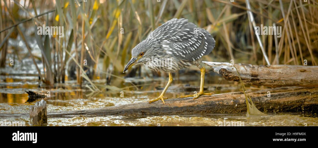 Black Night Heron juvénile de la couronne de pêche près de Montréal, Québec,Canada Banque D'Images