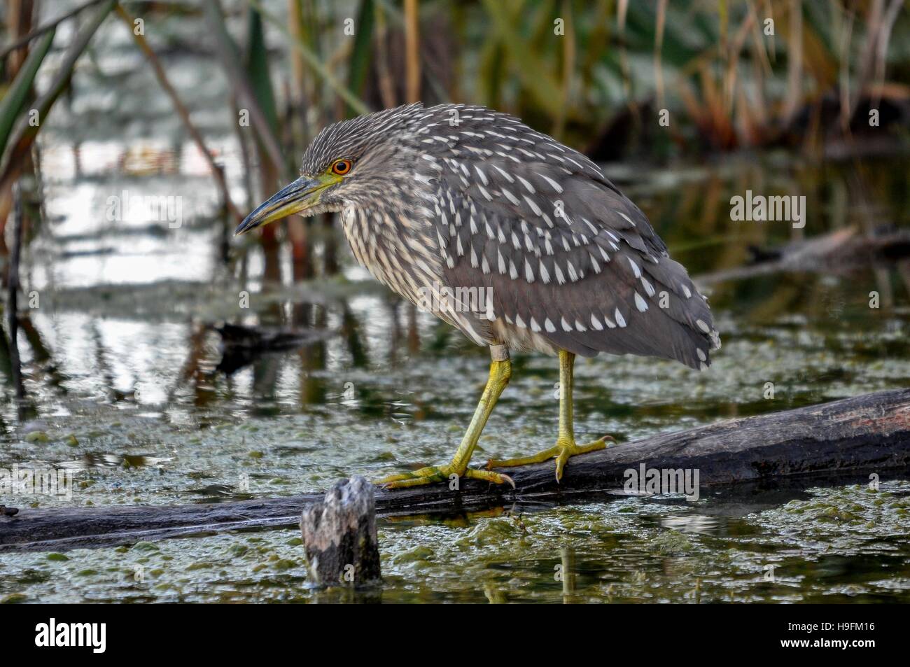 Black Night Heron juvénile de la couronne de pêche près de Montréal, Québec,Canada Banque D'Images
