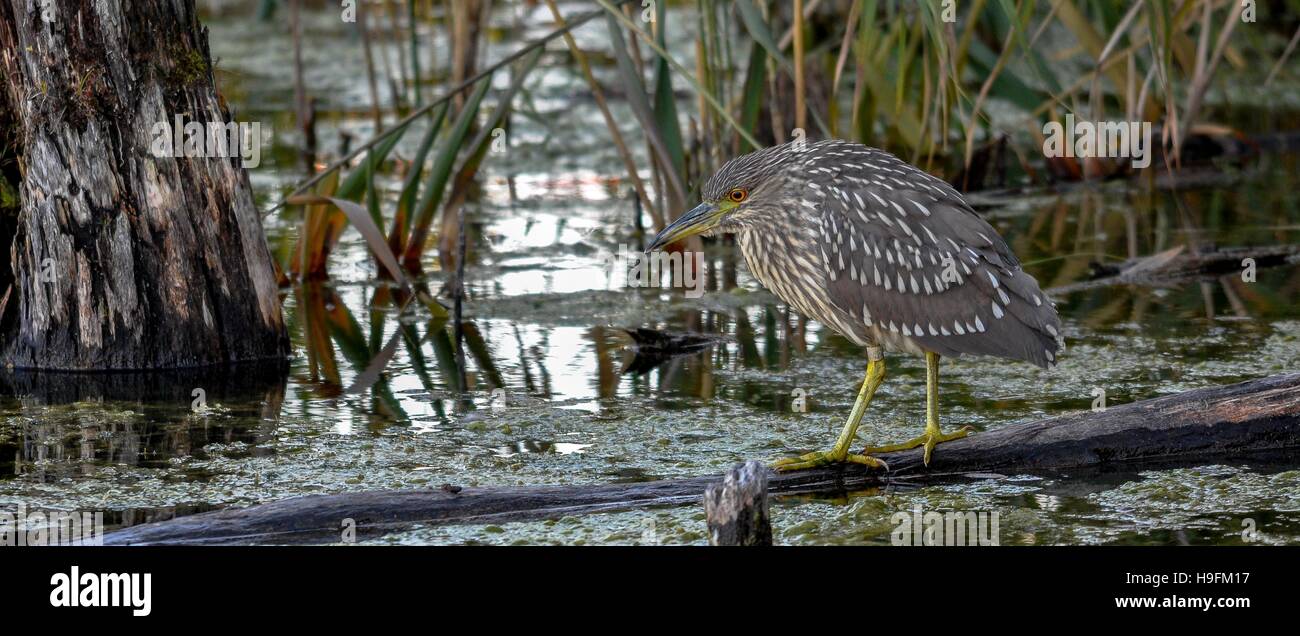 Black Night Heron juvénile de la couronne de pêche près de Montréal, Québec,Canada Banque D'Images