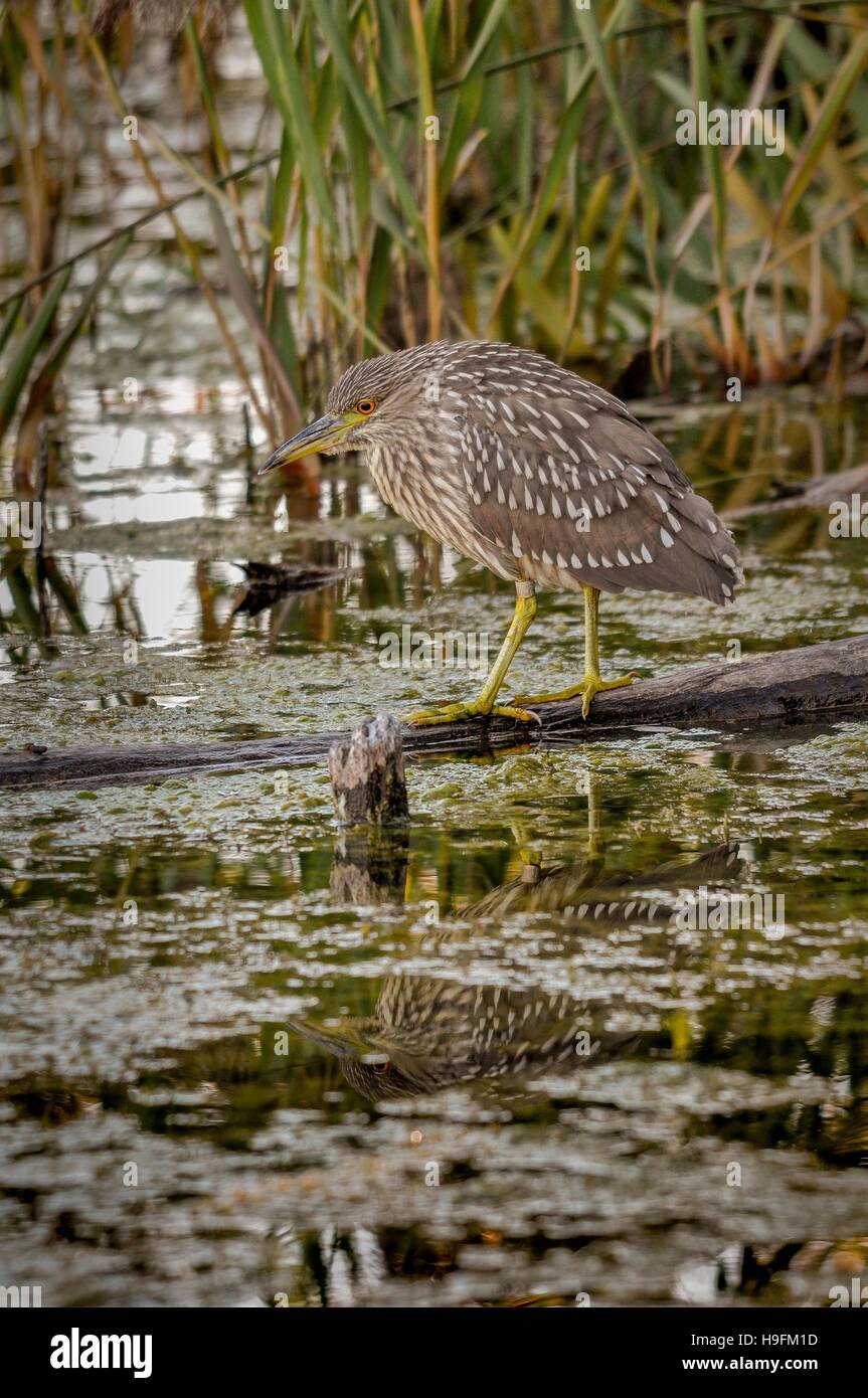 Black Night Heron juvénile de la couronne de pêche près de Montréal, Québec,Canada Banque D'Images