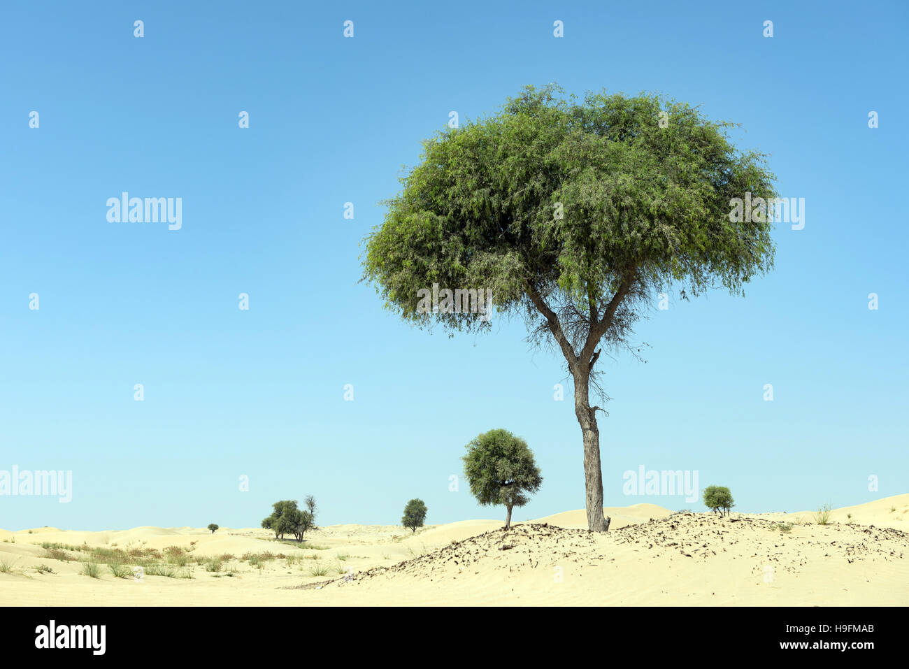 Arbre généalogique Ghaf dans paysage de désert avec ciel bleu Banque D'Images