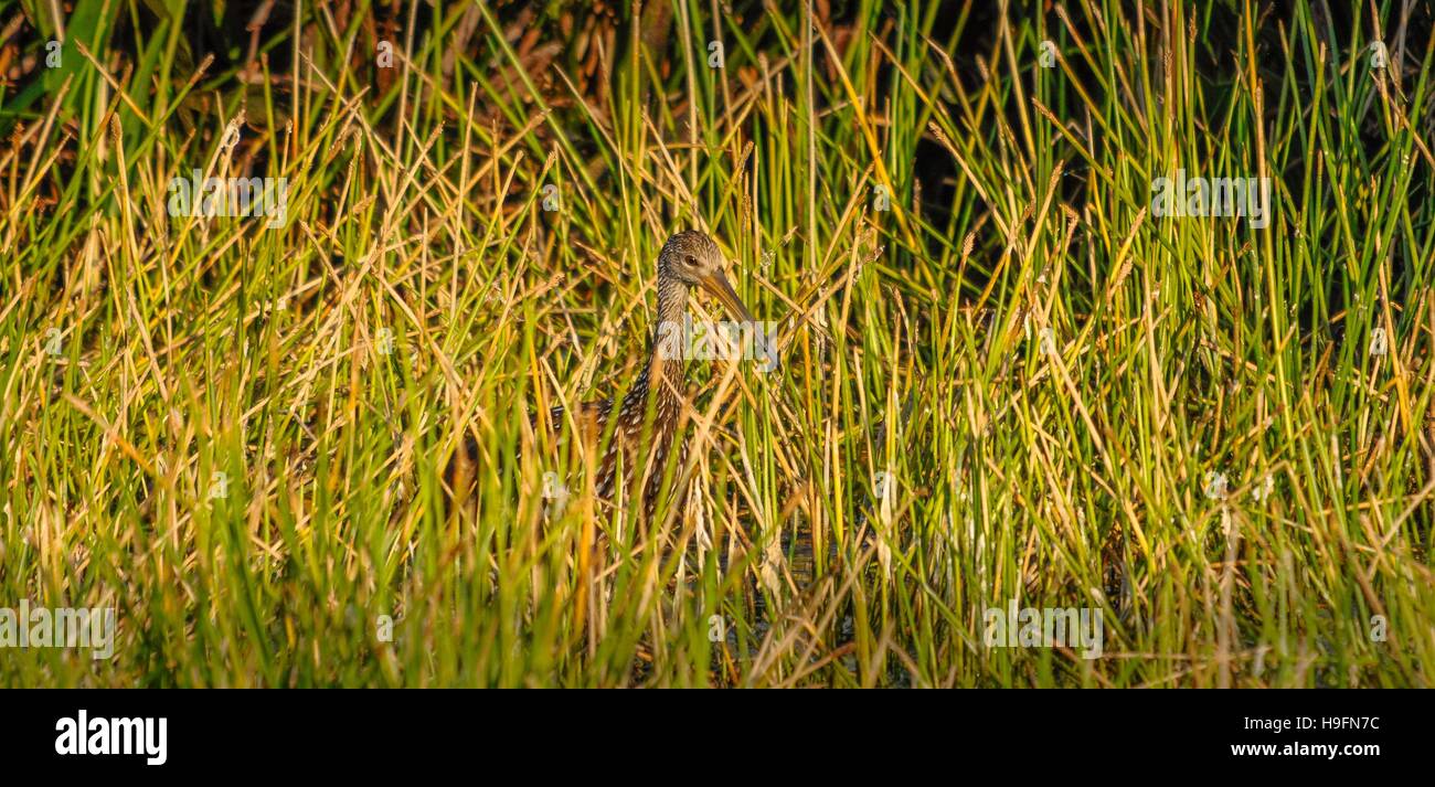 Limpkin se cacher dans l'herbe en Floride, USA. Banque D'Images