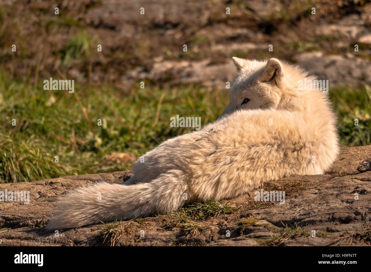 Loup arctique profitant du soleil, Québec, Canada. Banque D'Images