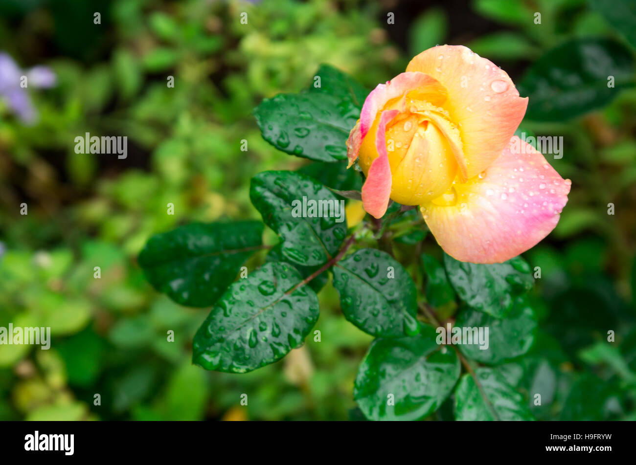 Petite rose d'automne avec des gouttes d'eau après une pluie close-up avec blur Banque D'Images