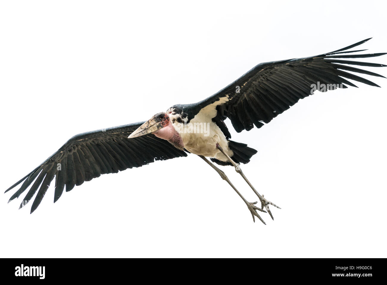 Un marabout africain d'oiseaux nécrophages en plein vol au-dessus du lac Hawassa Banque D'Images