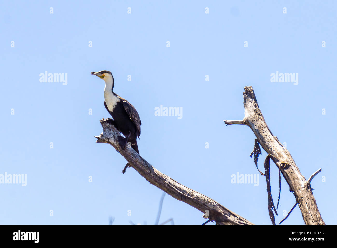 Grand Cormoran sur une branche sans feuilles dans Narvasha Lake Banque D'Images