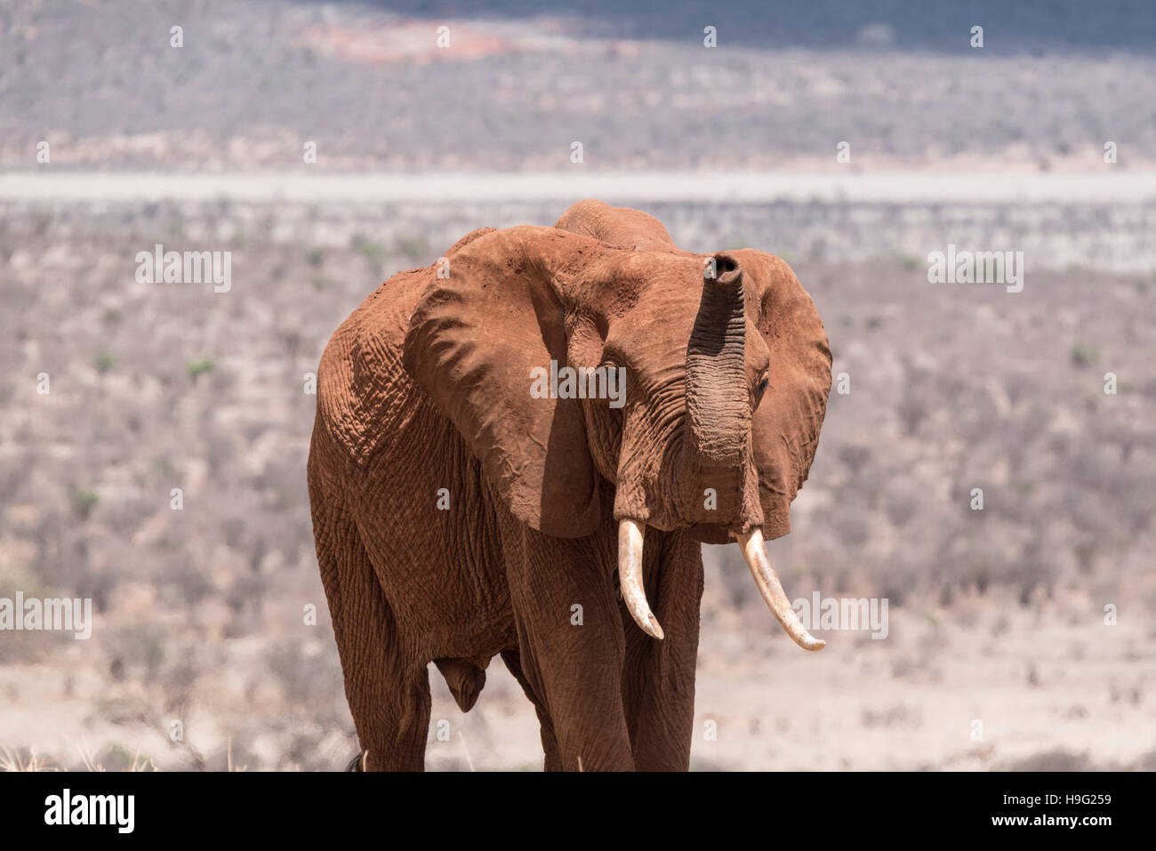 Un 'red' elephant walking avec tronc, du flair pour l'eau Banque D'Images