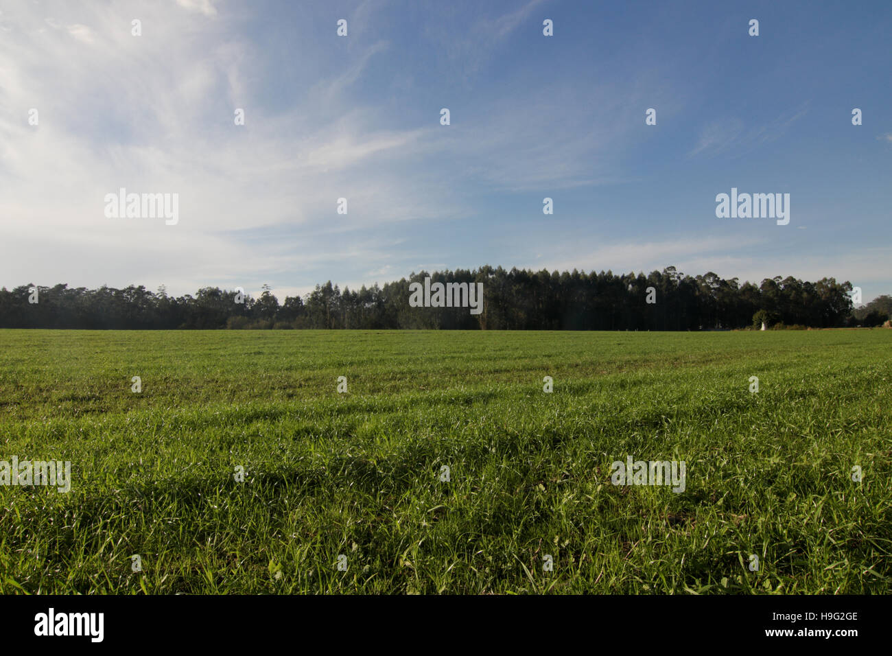 Pré Vert avec des arbres et ciel bleu Banque D'Images