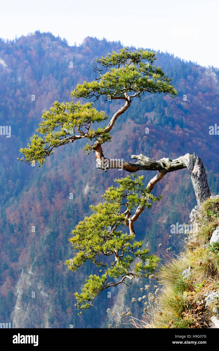 Vieille relique sur arbre de pin dans la montagne montagnes Pieniny Sokolica, Pologne - paysage brumeux Banque D'Images