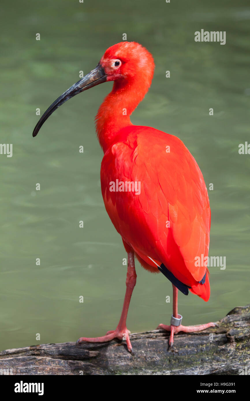 Ibis rouge (Eudocimus ruber). Des animaux de la faune. Banque D'Images