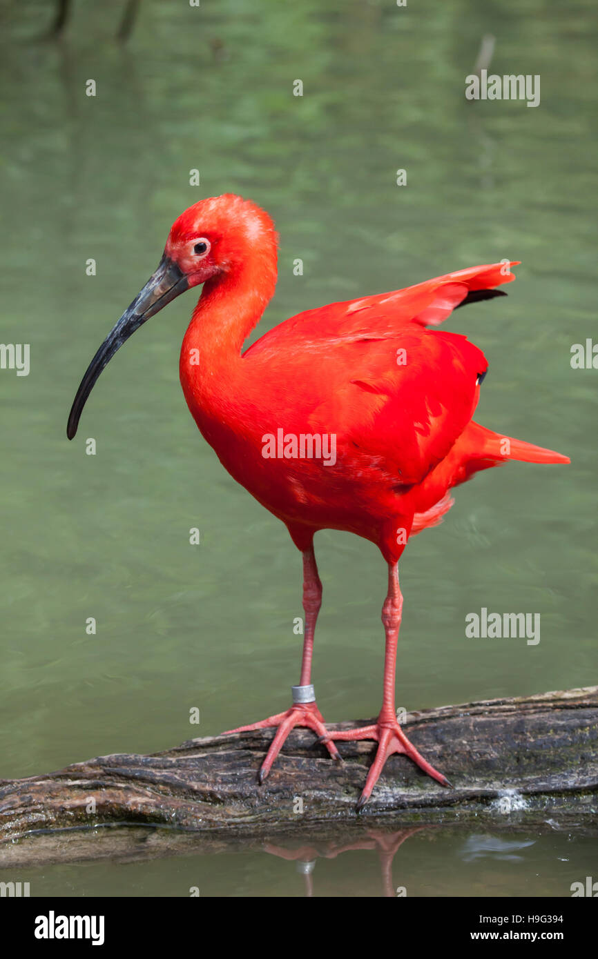 Ibis rouge (Eudocimus ruber). Des animaux de la faune. Banque D'Images