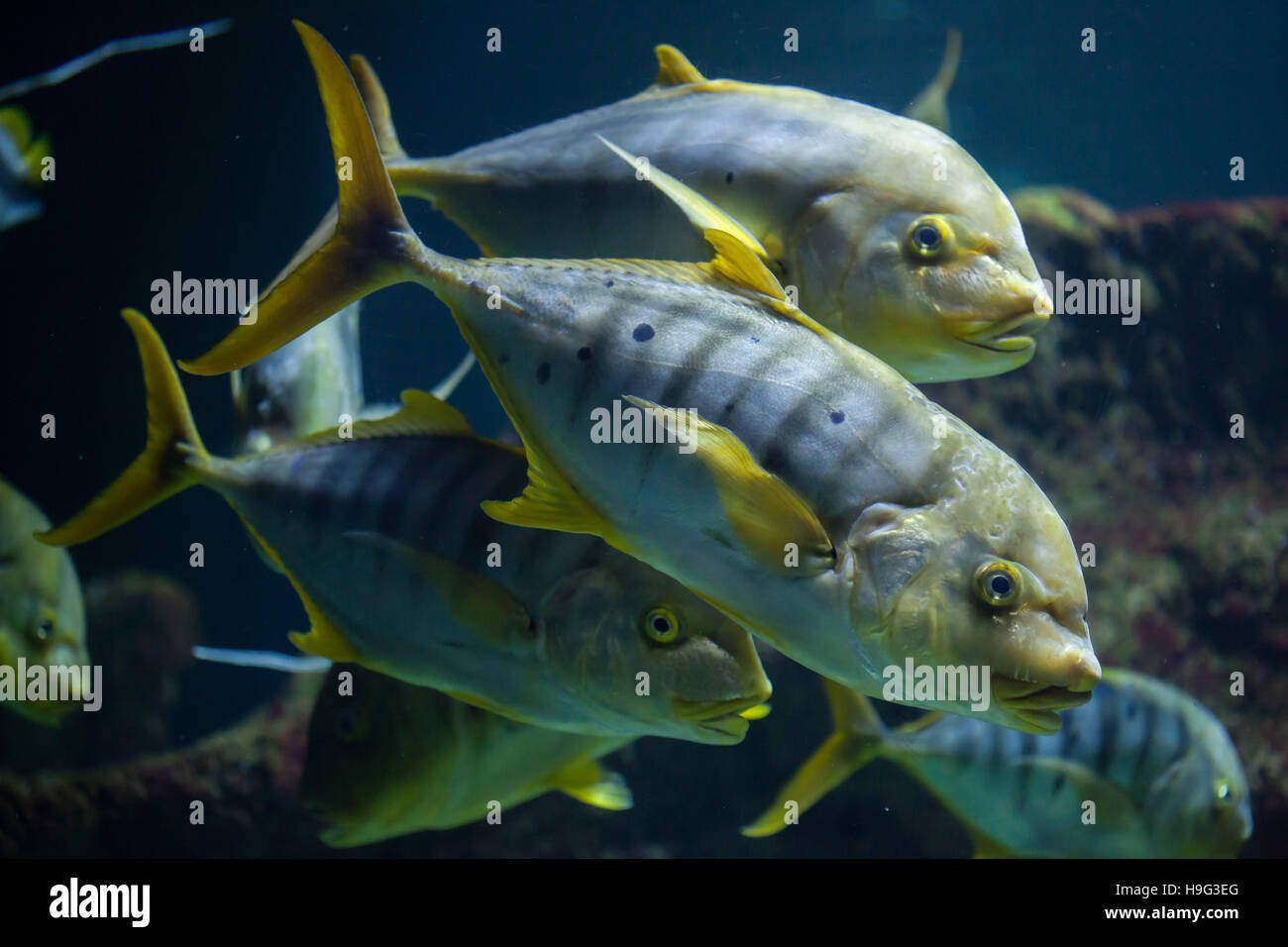 (Gnathanodon speciosus Golden carangues), également connu sous le nom de golden kingfish. Banque D'Images