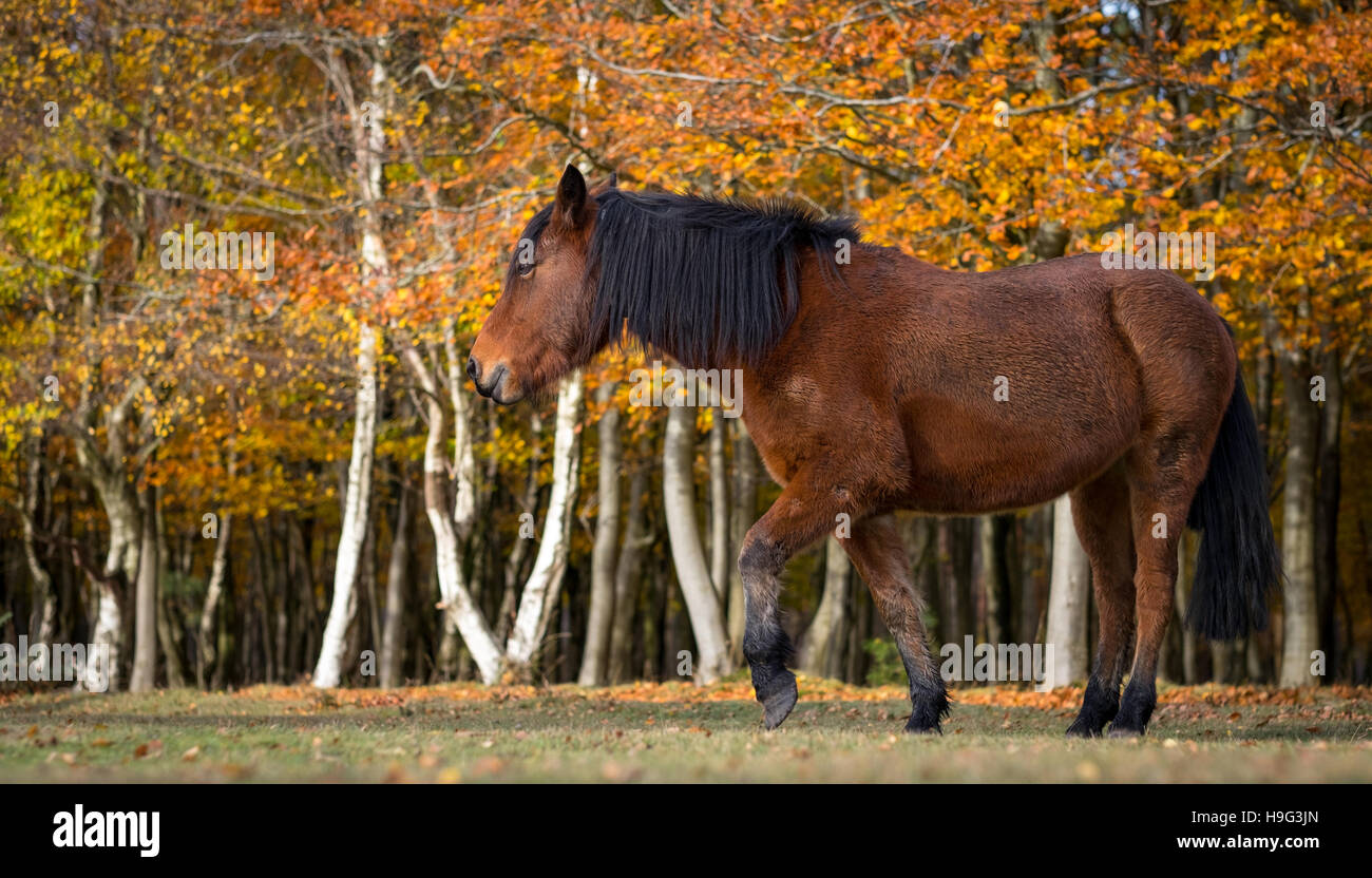 Une nouvelle Forêt Pony représentée dans le parc national New Forest in autumn Banque D'Images