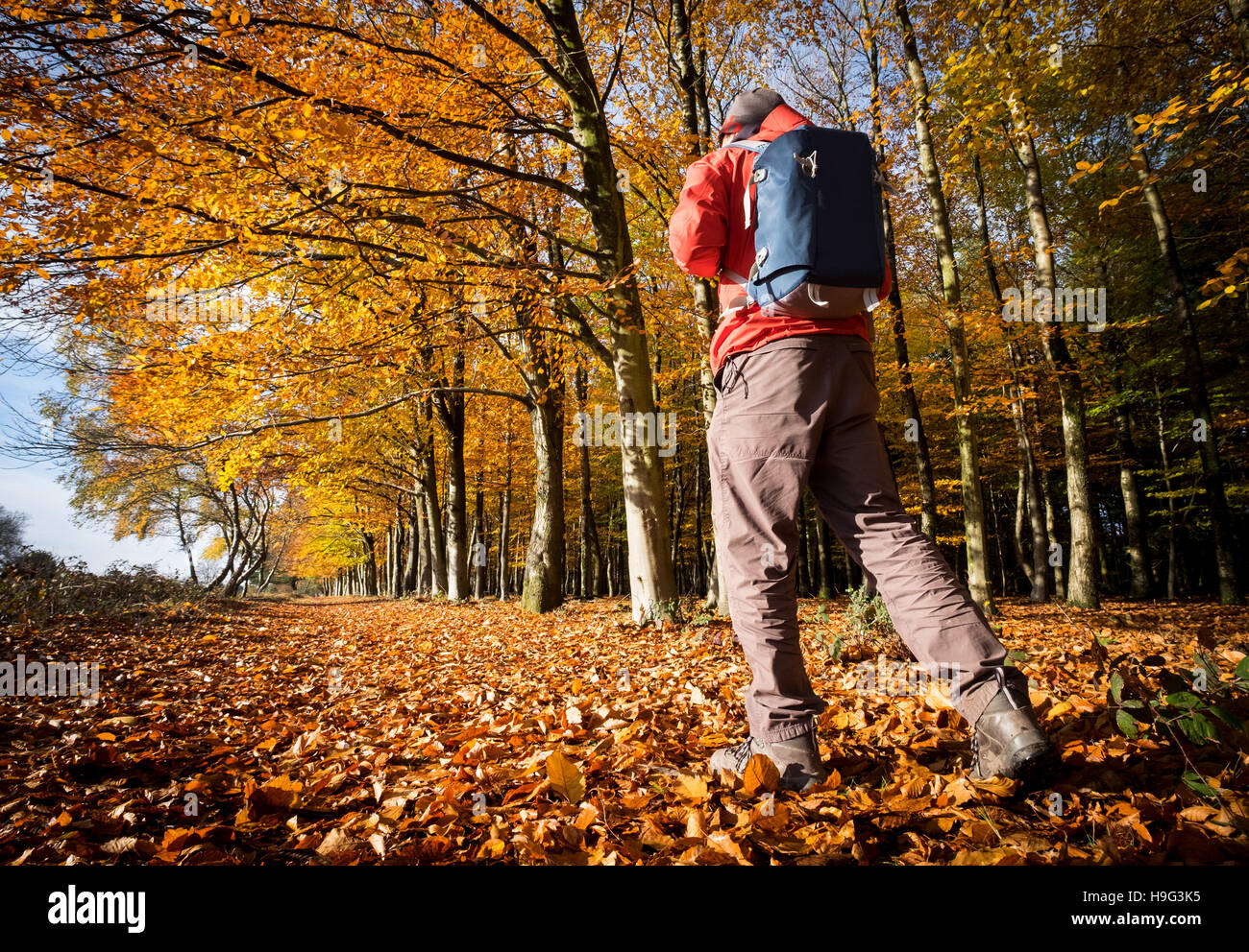 Un homme marchant dans la New Forest, Hampshire, UK en automne Banque D'Images