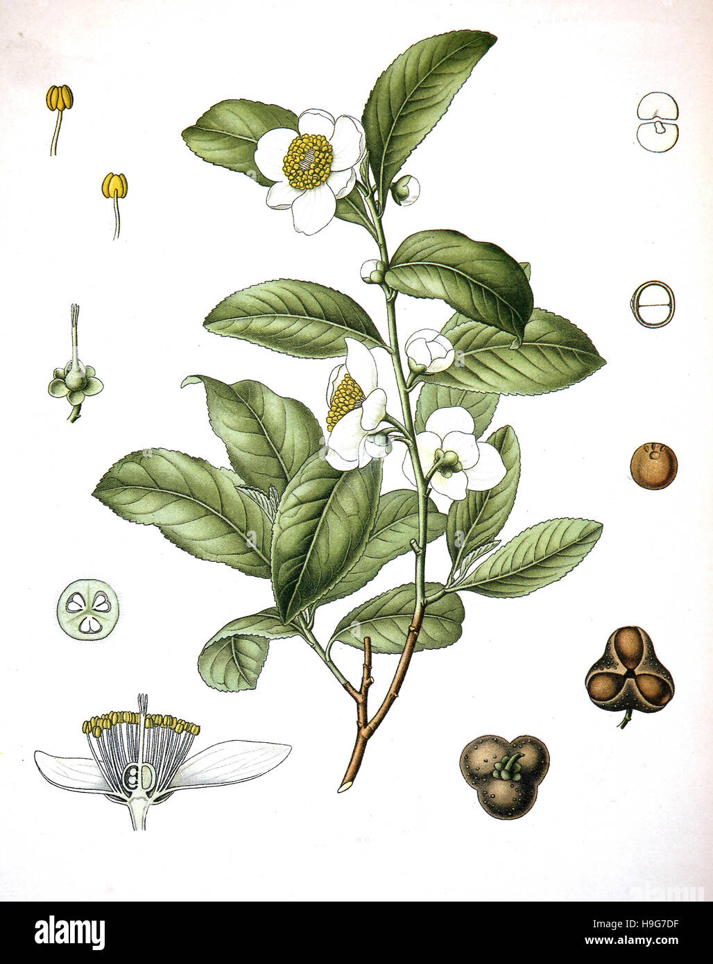 Le Camellia sinensis est une espèce d'arbuste ou petit arbre dont les feuilles et les bourgeons des feuilles sont utilisés pour produire un plateau Banque D'Images