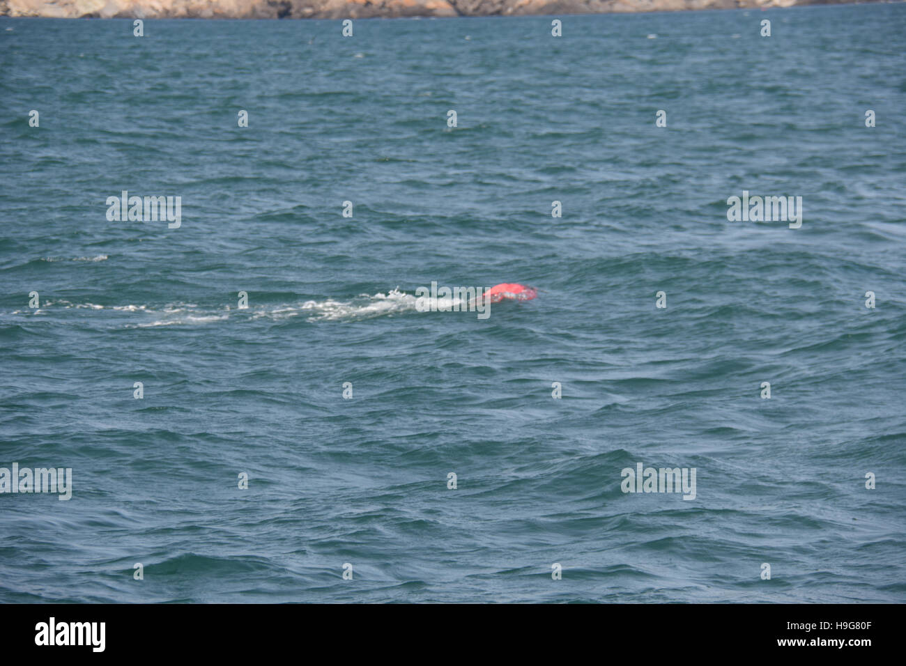 Les forces de marée au large de Milford Haven un lobster pot sous-marine bouée créant un danger pour la navigation en mer calme Banque D'Images