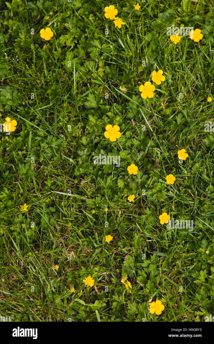 Plante, fleur, la renoncule rampante, Ranunculus repens, de petites fleurs jaunes poussant dans l'herbe de la pelouse du jardin. Banque D'Images