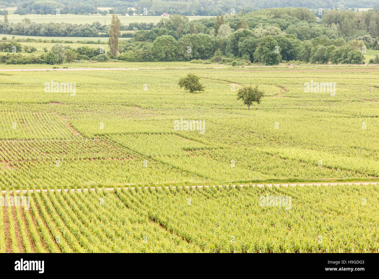 Vignobles près de la ville de Beaune en Bourgogne, France. Banque D'Images