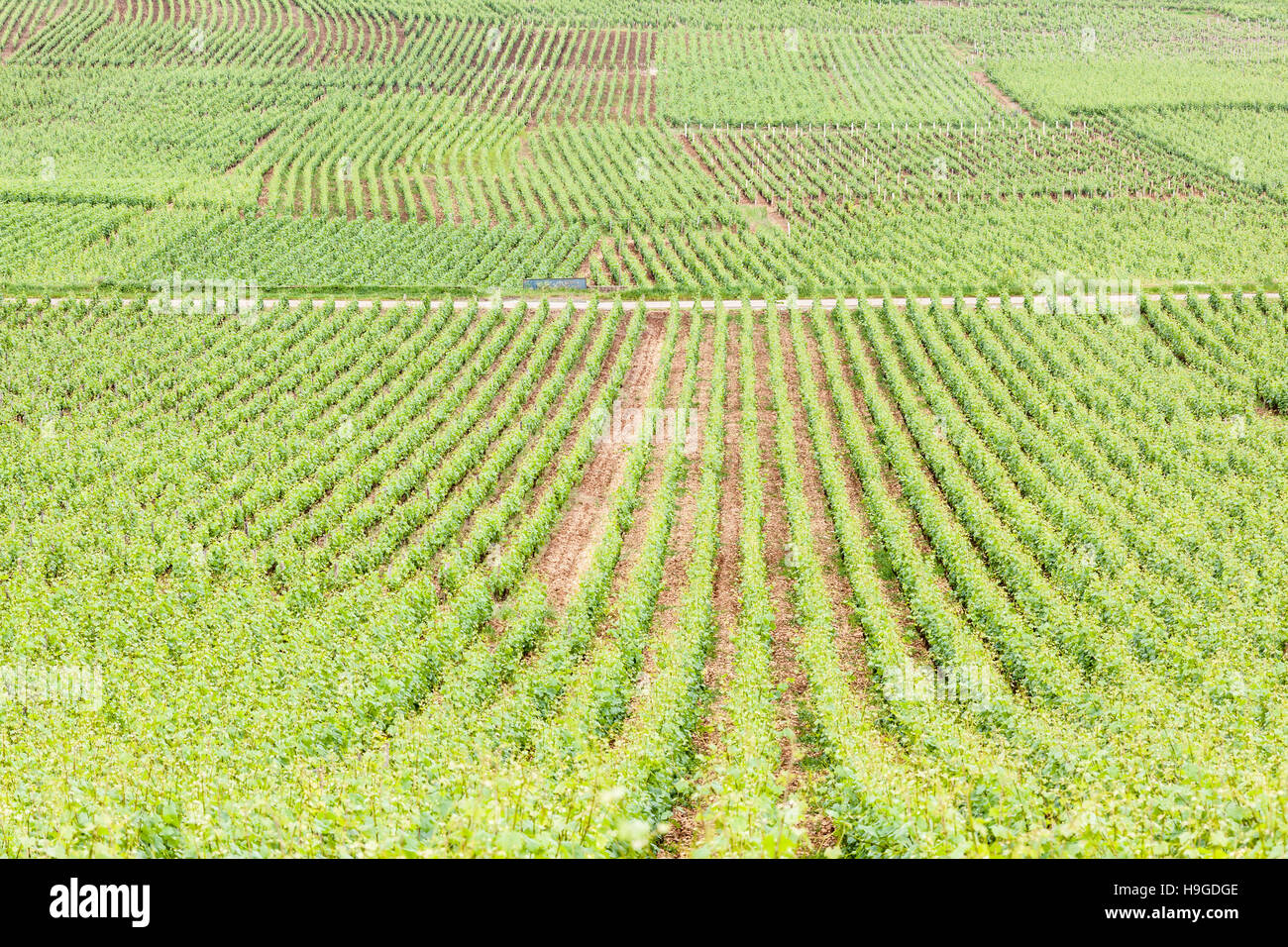 Vignobles près de la ville de Beaune en Bourgogne, France. Banque D'Images