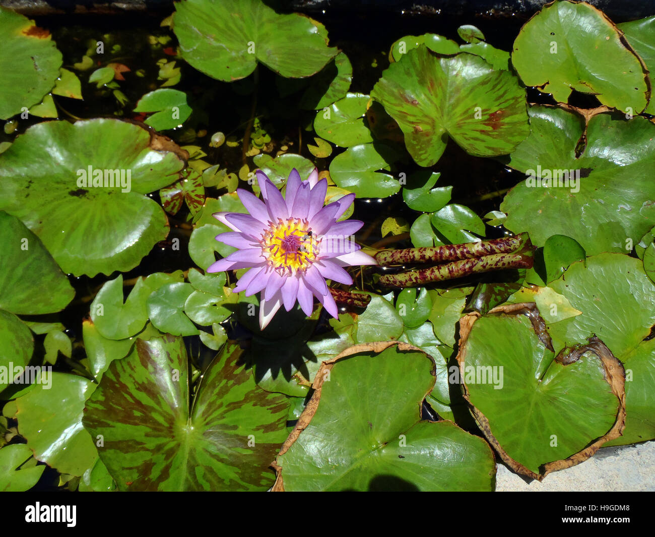 Nymphaea nouchali - Star lotus, nénuphar bleu et rouge, le blue star water lily Banque D'Images