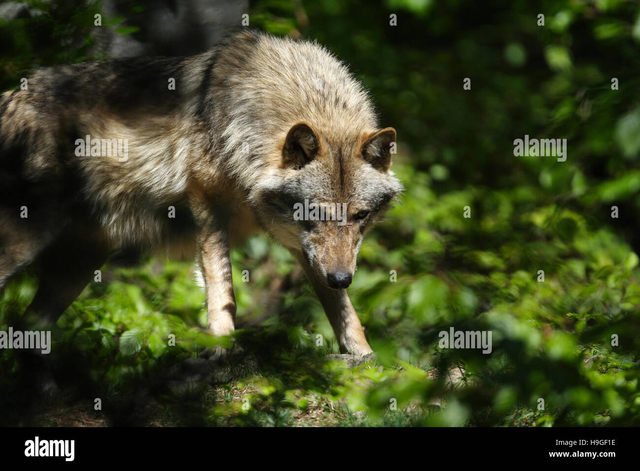 Loup dans la forêt de la Bayerische Wald Parc National en Allemagne Banque D'Images