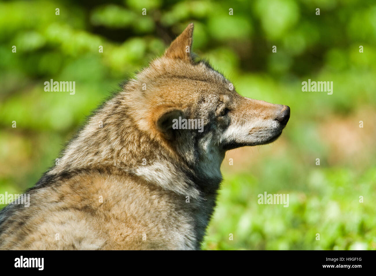 Loup dans la forêt de la Bayerische Wald Parc National en Allemagne Banque D'Images