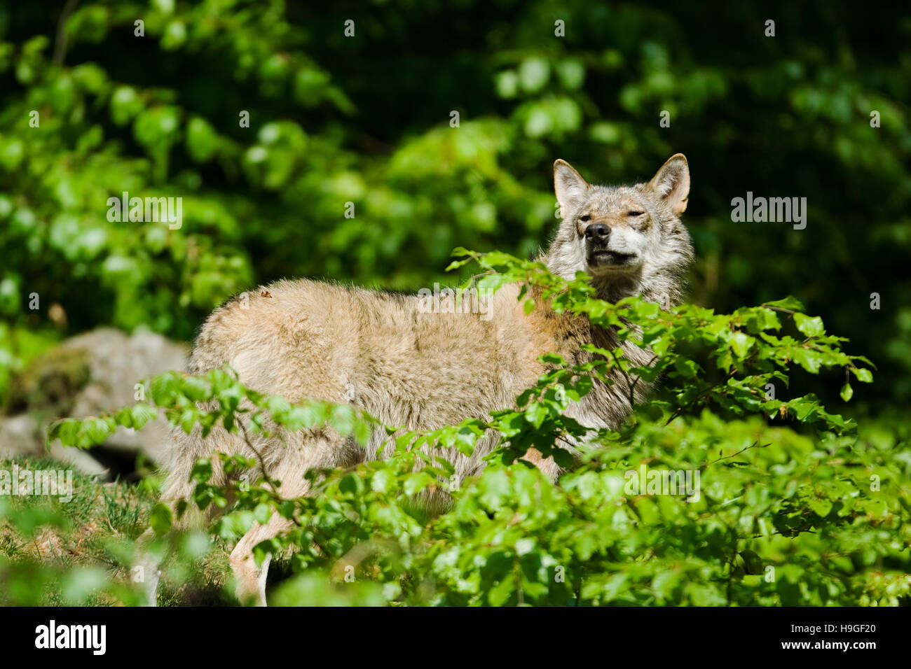 Loup dans la forêt de la Bayerische Wald Parc National en Allemagne Banque D'Images