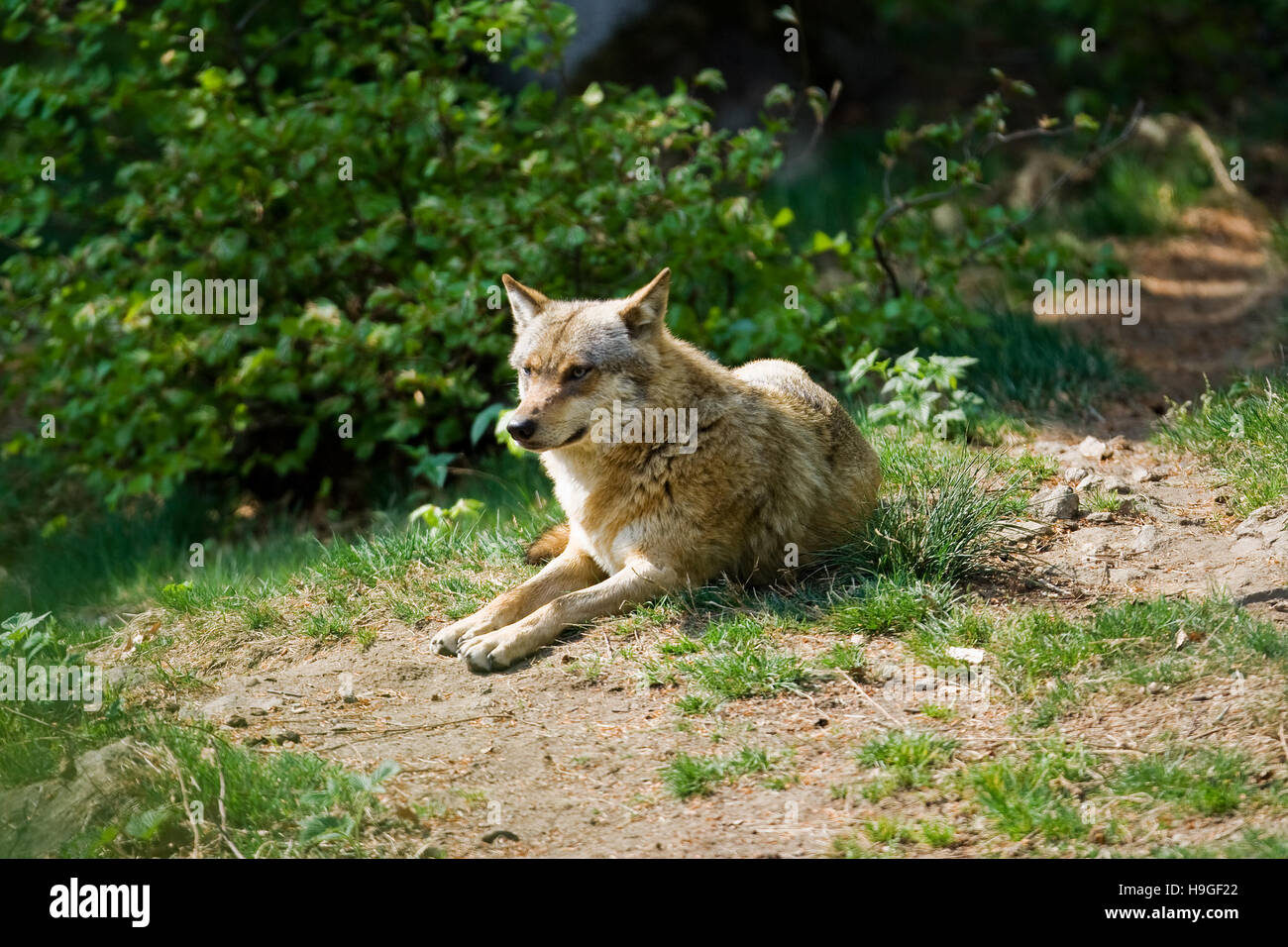 Loup dans la forêt de la Bayerische Wald Parc National en Allemagne Banque D'Images