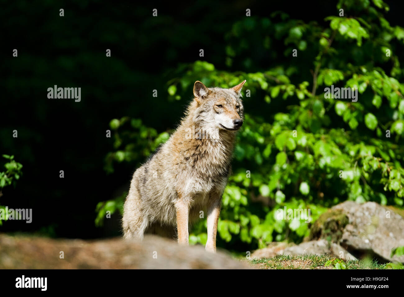 Loup dans la forêt de la Bayerische Wald Parc National en Allemagne Banque D'Images